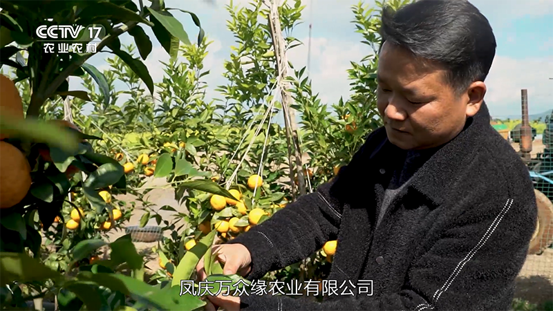 沃野热土 生活如柑